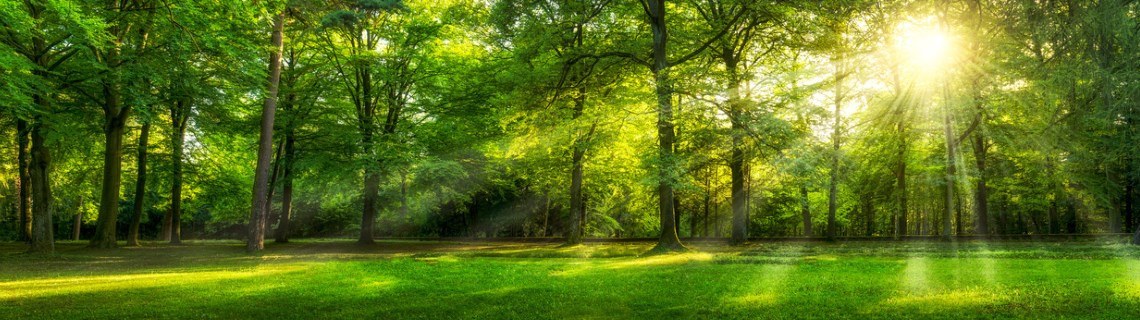 Workshop rooms at or in the forest Workshop rooms at or in the forest