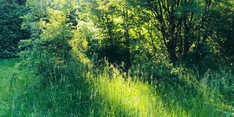 Photo studio with natural light and great garden